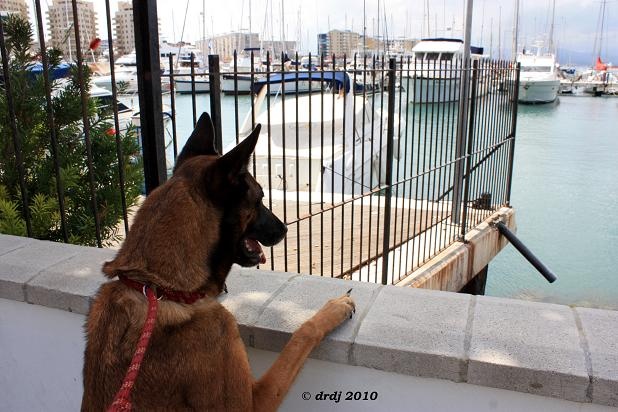 CH. Bea dite luna de la plaines des cheyennes - 1 er Exc RCACIB cl.Ch