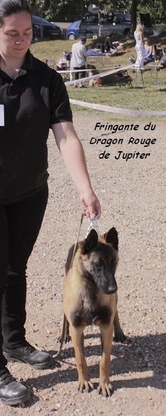 CH. Fringante du dragon rouge de jupiter - Très Prometteur + Meilleur Puppy