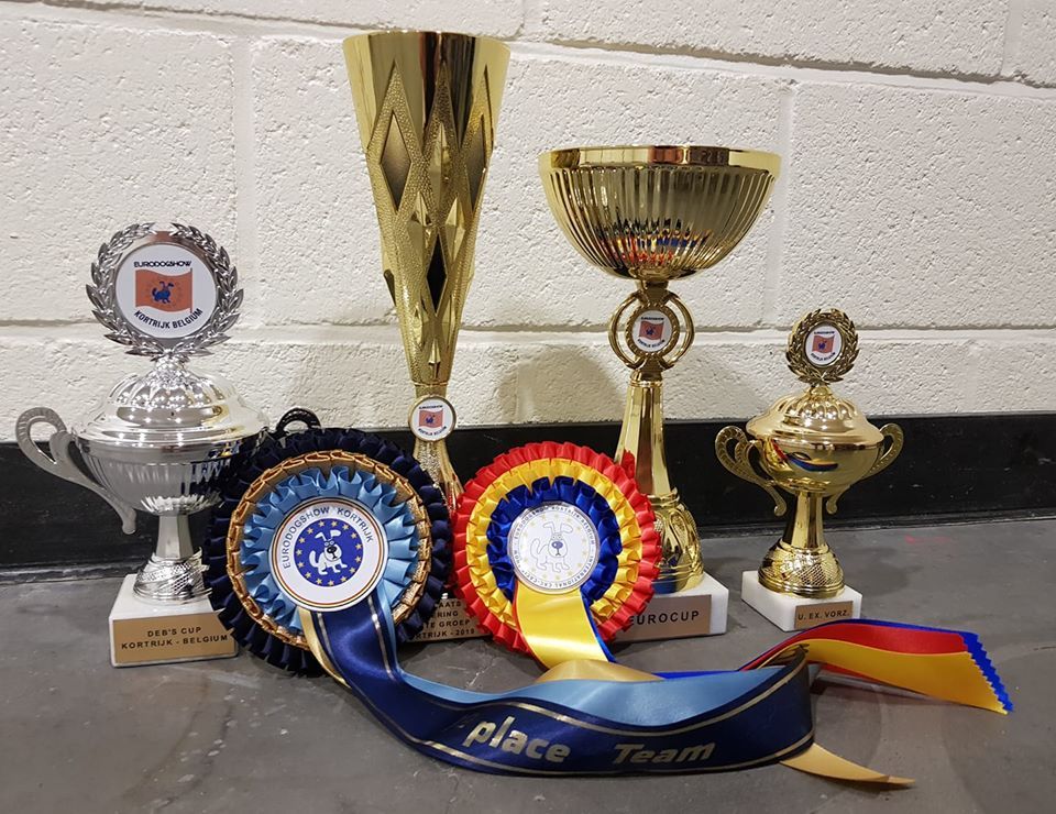 CH. splendid three color Zeus - Eurocup 2019 - BOB - Best Belgian Race - CACIB - CAC - 1 er Exc