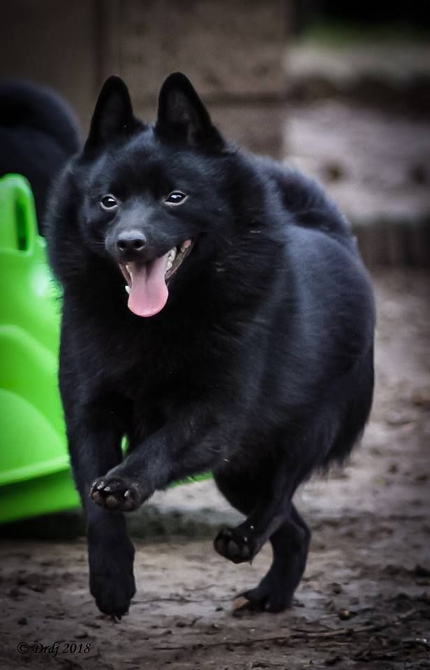 CH. splendid three color Zeus - BEST OF BREED - BOB Junior - 1 er Exc - Qualifié Crufts