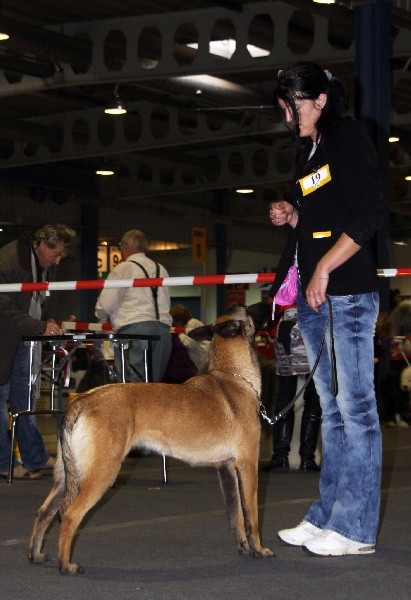 CH. Fringante du dragon rouge de jupiter - 1 er Exc - BOB Jeune et Championne du Luxembourg Jeune 2011