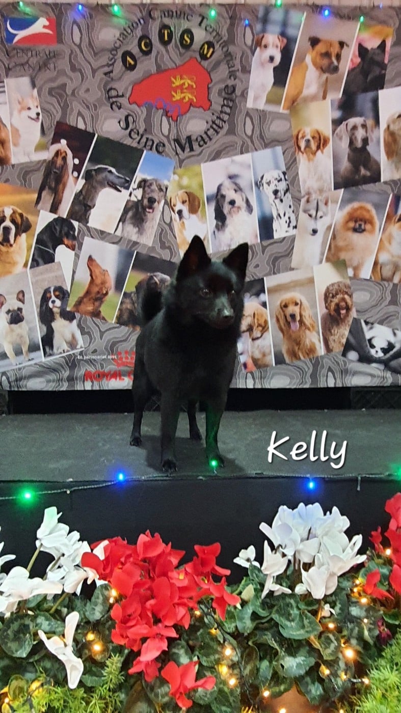 CH. U Are Little Kelly du dragon rouge de jupiter - CACIB cl.Ch devient CHAMPIONNE INTERNATIONAL DE BEAUTE