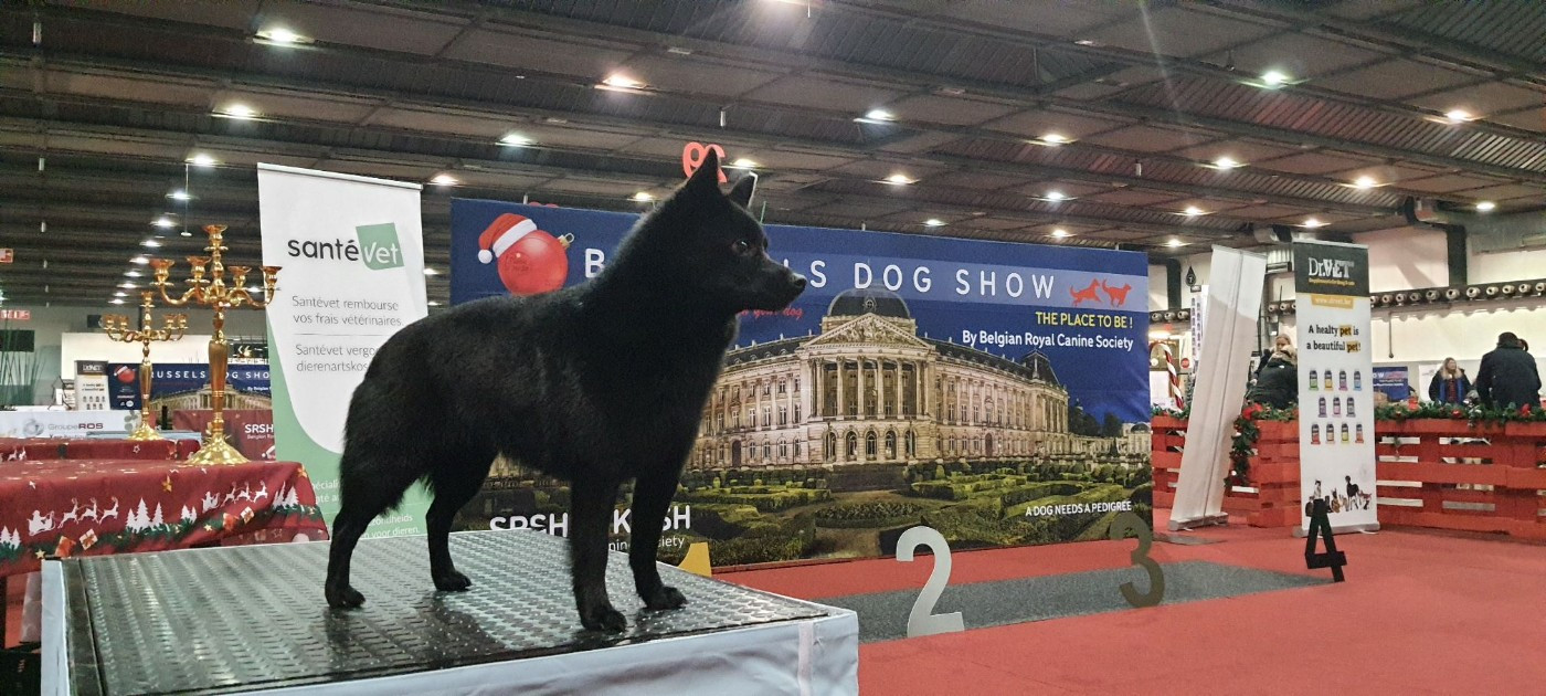 CH. U Are Little Kelly du dragon rouge de jupiter - CAC cl.CH