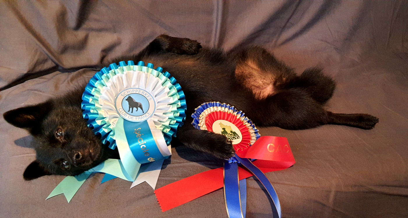 CH. Once Upon a Time du dragon rouge de jupiter - BEST OF BREED TRAVAIL- 1 ère Exc CACT cl.Travail