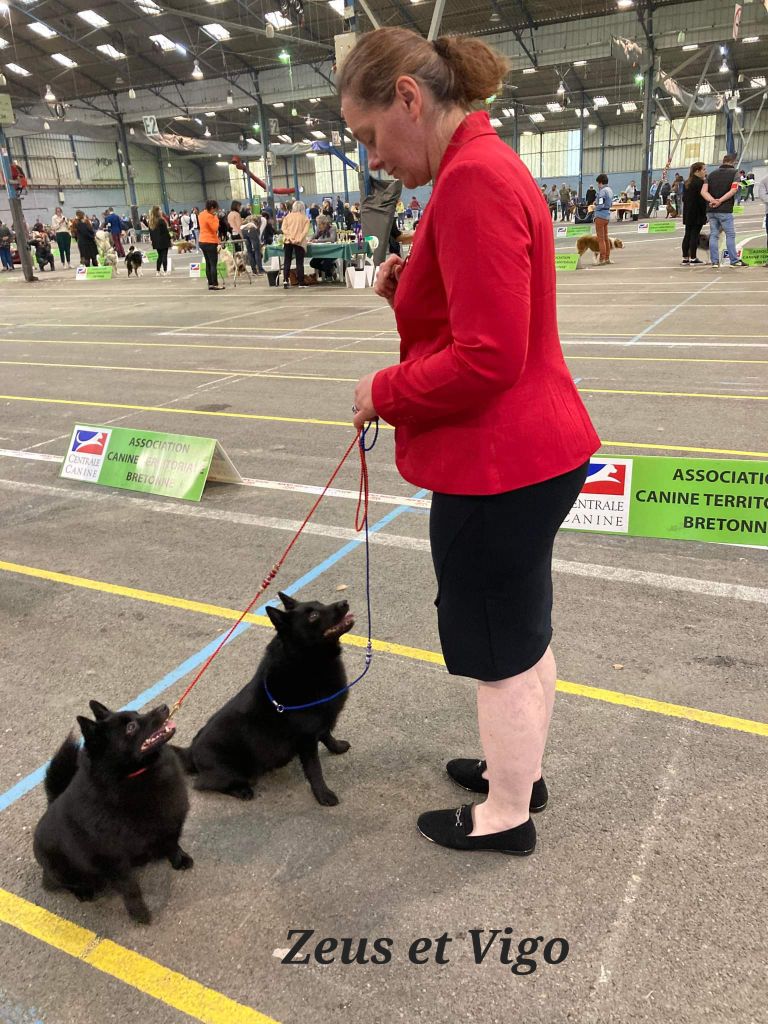 CH. splendid three color Zeus - 4 ème Exc cl.Ch en Spéciale de Race