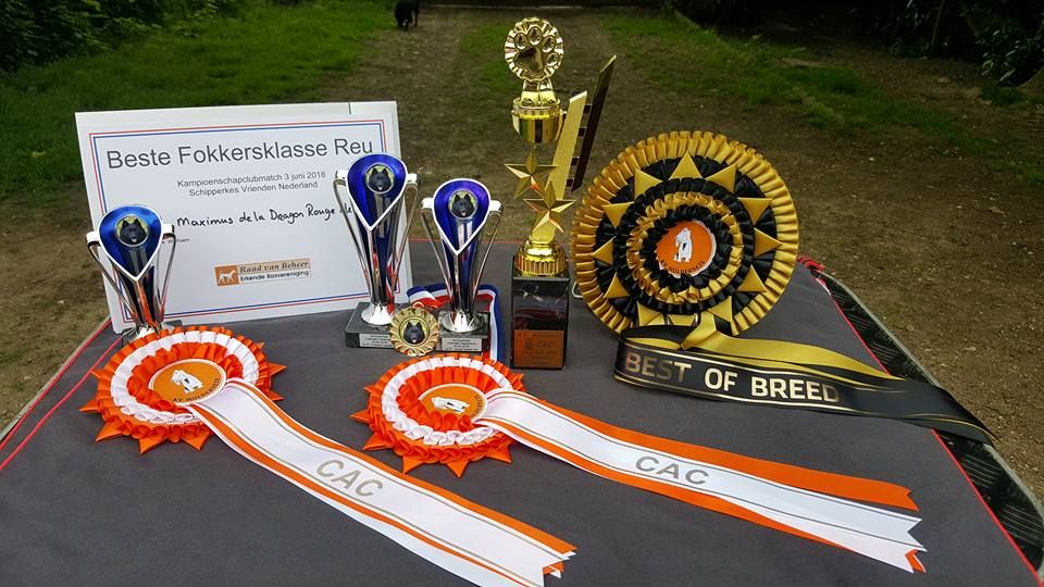 CH. splendid three color Zeus - 2 ème Exc cl.J