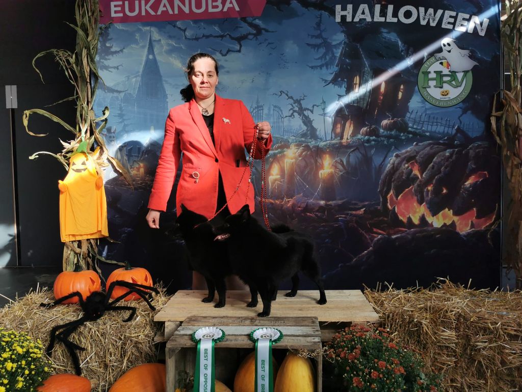 CH. splendid three color Zeus - BEST OF BREED CAC cl.CH devient CHAMPION DE BELGIQUE