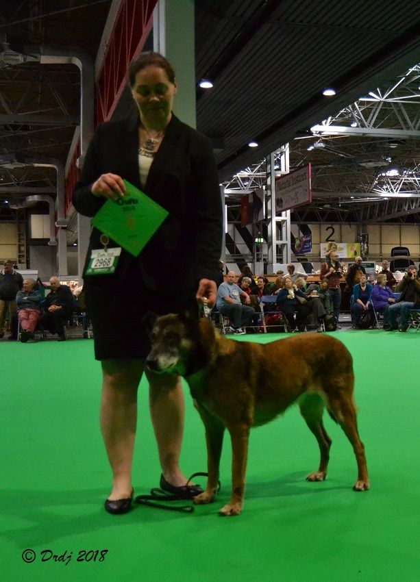 CH. Bea dite luna de la plaines des cheyennes - Reserve Open Class