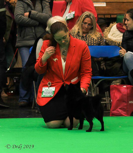CH. splendid three color Zeus - 1 er Post Graduate class - Qualifée Crufts 2020