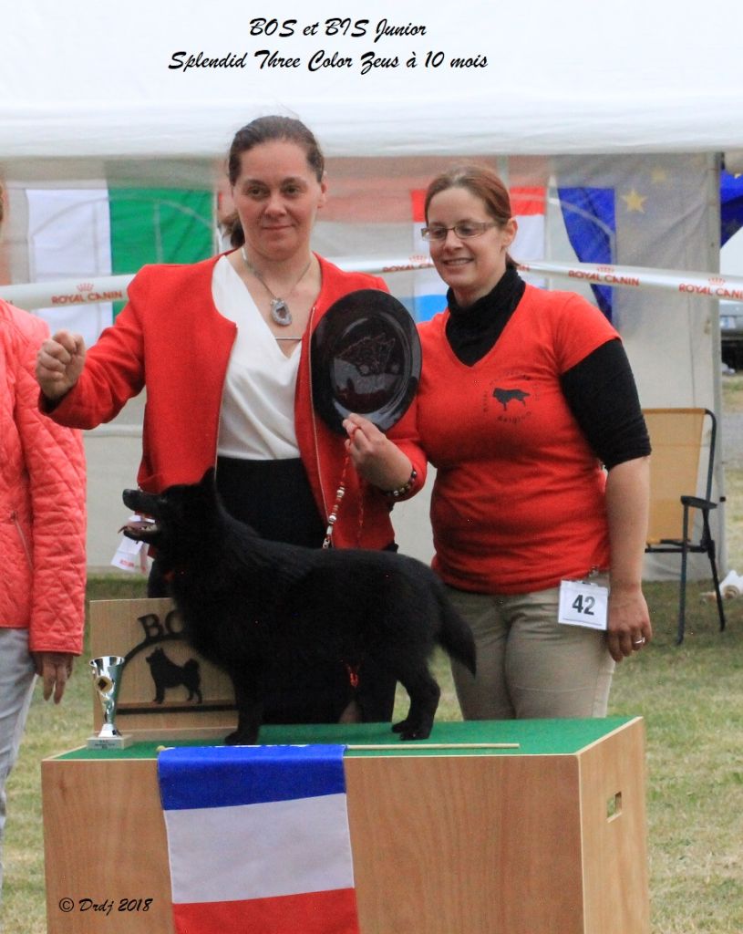CH. splendid three color Zeus - Réserve Best In Show - Best in Show Junior - PRINCE DE BELGIQUE - 1 er Exc cl.J