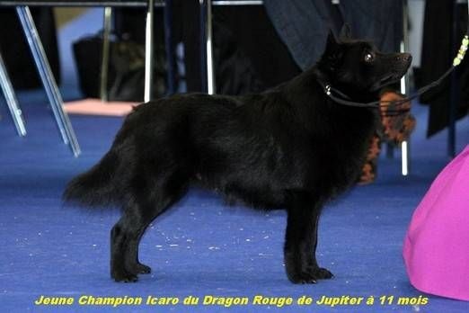 CH. Icaro du dragon rouge de jupiter - 2 ème Exc cl.Elevage