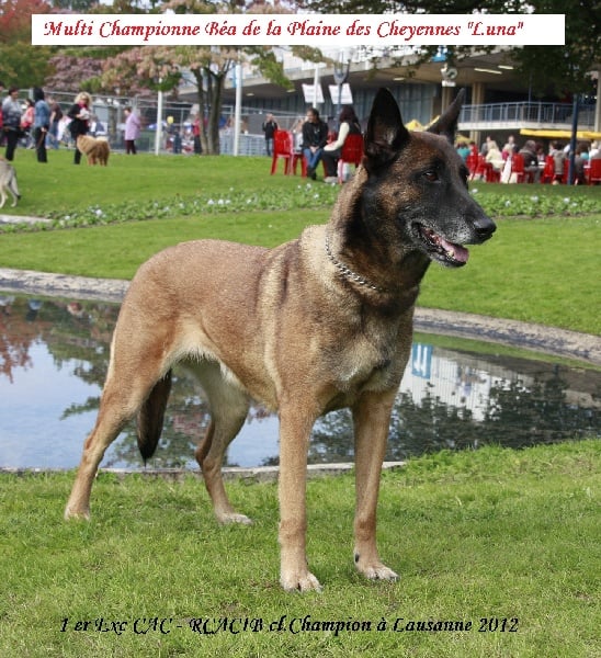 CH. Bea dite luna de la plaines des cheyennes - 1 er Exc CAC - RCACIB cl.Ch.