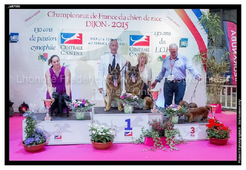 CH. Icaro du dragon rouge de jupiter - 2 ème MEILLEUR PAIRE au Championnat de France