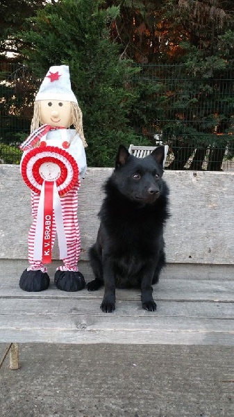 CH. Icaro du dragon rouge de jupiter - 1 er Exc - Meilleur Jeune - Brabo Junior Winner 2015 - Qualifié Crufts 2016