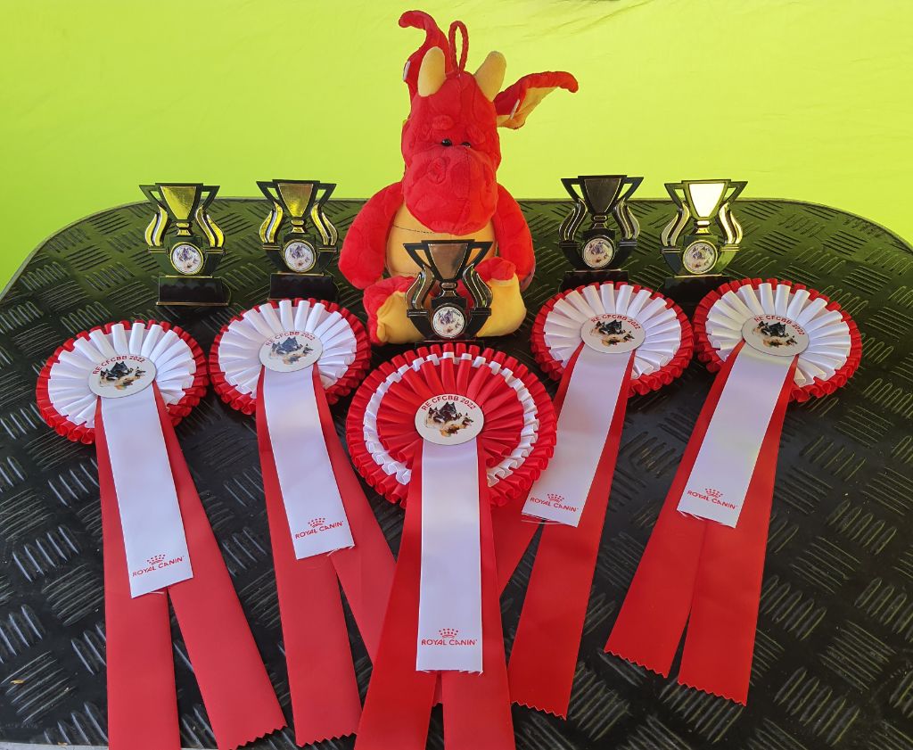 CH. splendid three color Zeus - 3 ème Exc cl.Ch et obtient sa cotation 3