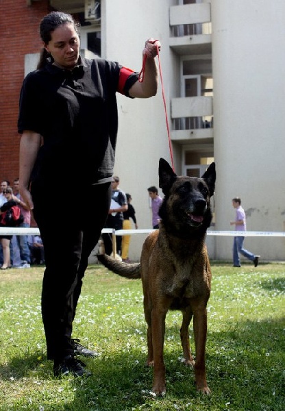 CH. Bea dite luna de la plaines des cheyennes - 1 er Exc CAC - CACIB - BOB et Adriatic Cup 2011