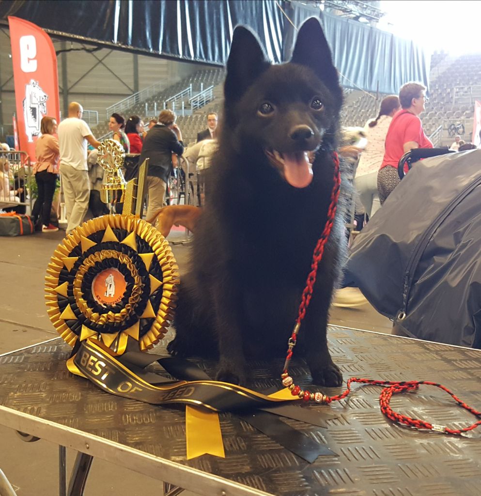 CH. splendid three color Zeus - BOB - BOB Jeune 1 er Exc