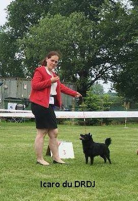 CH. Icaro du dragon rouge de jupiter - 3 ème Exc cl.Elevage