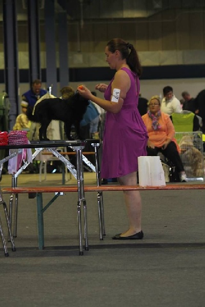 CH. Icaro du dragon rouge de jupiter - 1 er Prometteur cl.P