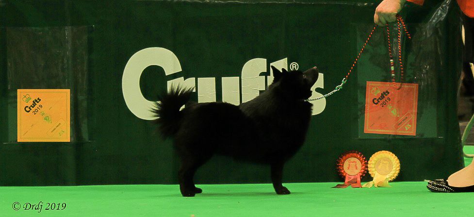 CH. splendid three color Zeus - 3 ème Limit Class - Qualifié Crufts 2020