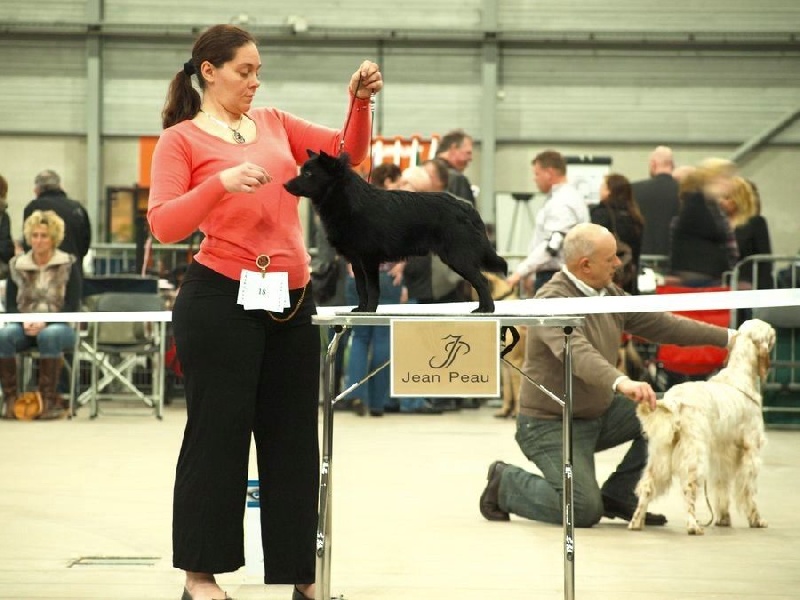 CH. Icaro du dragon rouge de jupiter - 1 er Exc - MEILLEUR JEUNE