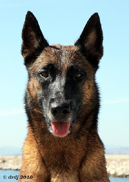 CH. Bea dite luna de la plaines des cheyennes - 1 er Exc RCACIB cl.Ch