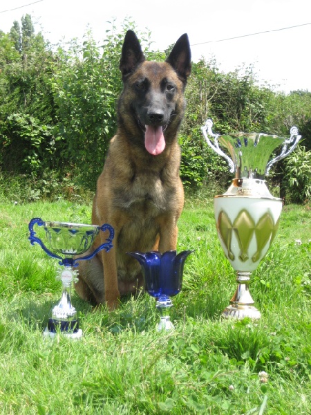 CH. Bea dite luna de la plaines des cheyennes - BRUSSELS WINNER 2008