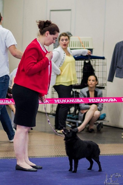 CH. Icaro du dragon rouge de jupiter - 3 ème Exc cl.Ch