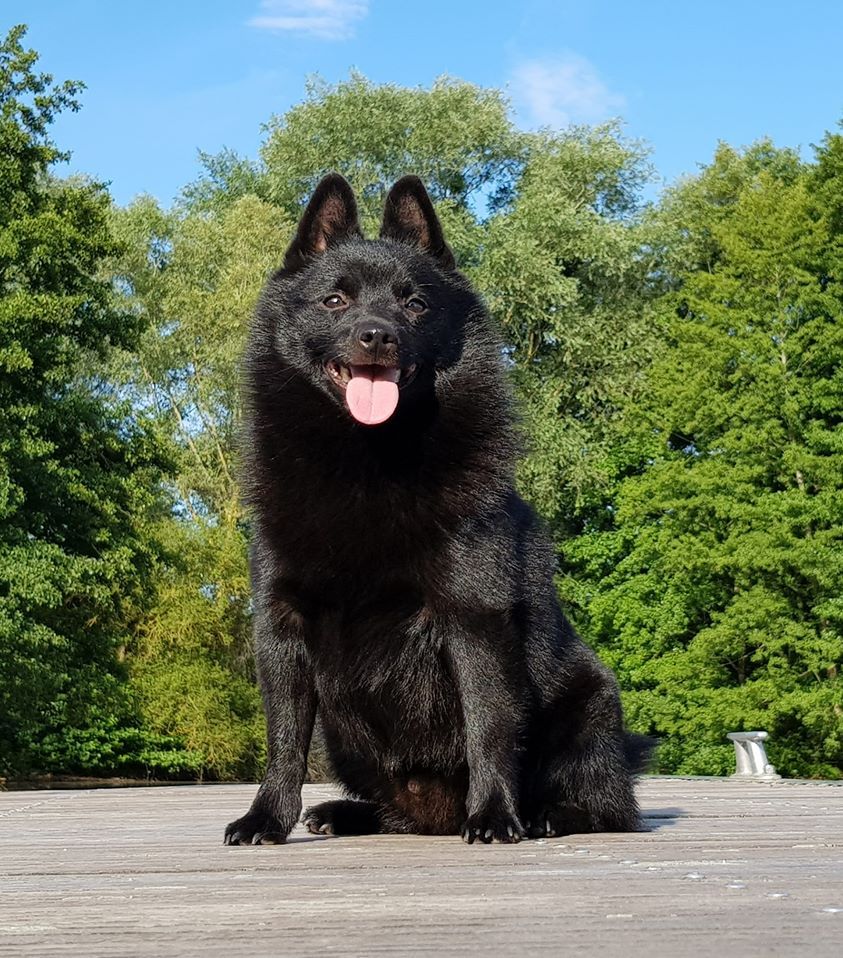 CH. splendid three color Zeus - BOS - Best Mâle - CACIB - CAC