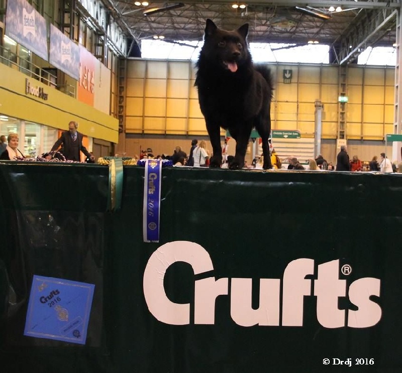 CH. Icaro du dragon rouge de jupiter - 2 ème classe Limit