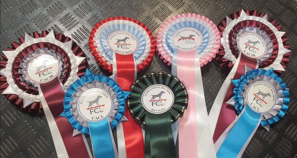 CH. splendid three color Zeus - BOS CACIB CACL Qualified Crufts il devient CHAMPION DU LUXEMBOURG