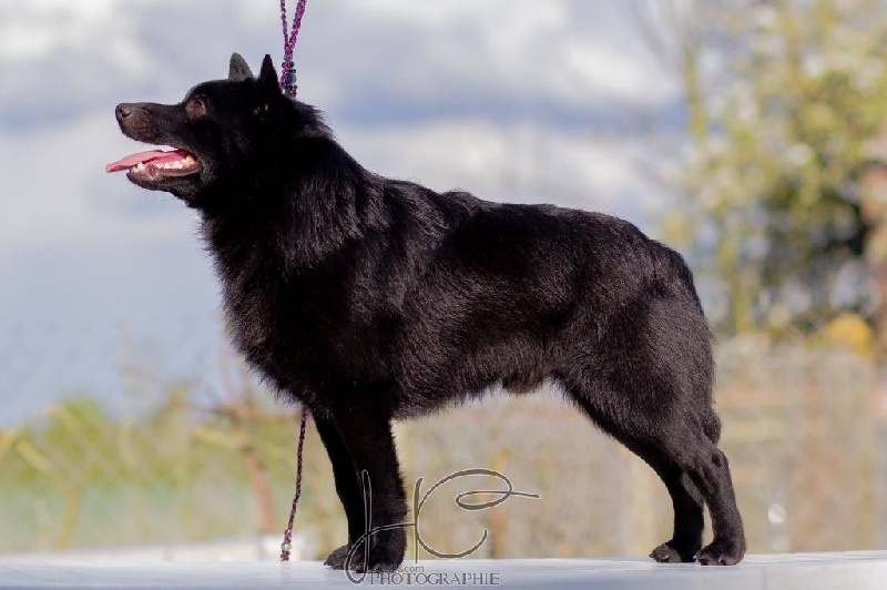 CH. Icaro du dragon rouge de jupiter - 1 er Exc CAC cl.O