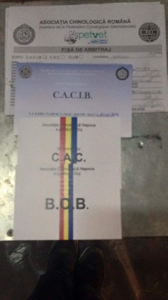 CH. Icaro du dragon rouge de jupiter - 1 er Exc CAC - CACIB - BOB cl.O