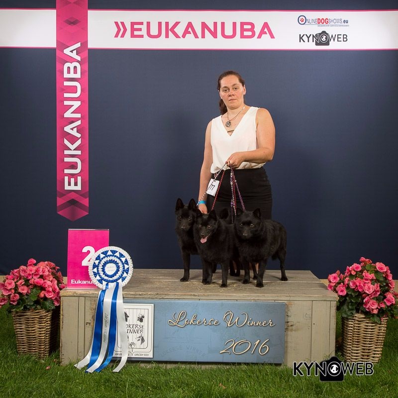 CH. Icaro du dragon rouge de jupiter - 2 ème Meilleur Groupe de l'Exposition