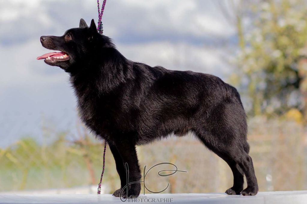 CH. Icaro du dragon rouge de jupiter - 1 er Exc CAC - CACIB - Qualifié Crufts 2018 - CHAMPION DE LUXEMBOURG