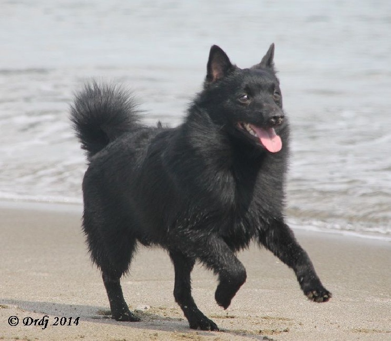 CH. Icaro du dragon rouge de jupiter - 1 er Exc - Meilleur Jeune - Qualifié Crufts