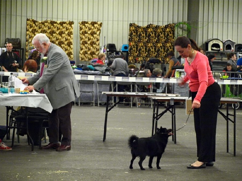 CH. Icaro du dragon rouge de jupiter - 1 er Exc - MEILLEUR JEUNE