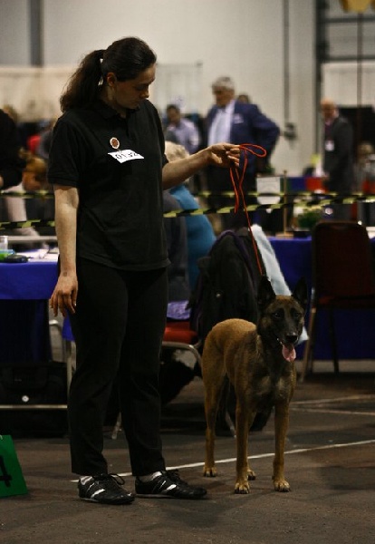 CH. Bea dite luna de la plaines des cheyennes - 1 er Exc CAC - CACIB cl.Ch