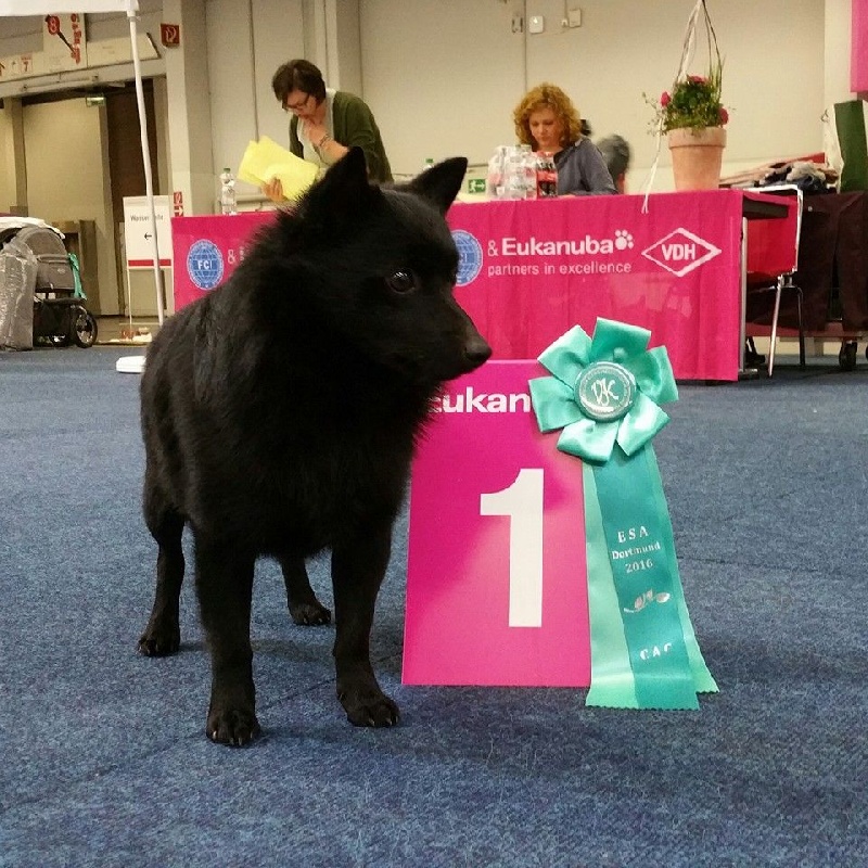 CH. Icaro du dragon rouge de jupiter - 1 er Exc CAC VDH cl.Ch