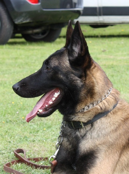 Dacoït du dragon rouge de jupiter - CSAU