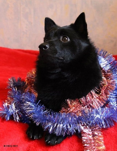 CH. Icaro du dragon rouge de jupiter - 1 er Exc CAC VDH cl.Int