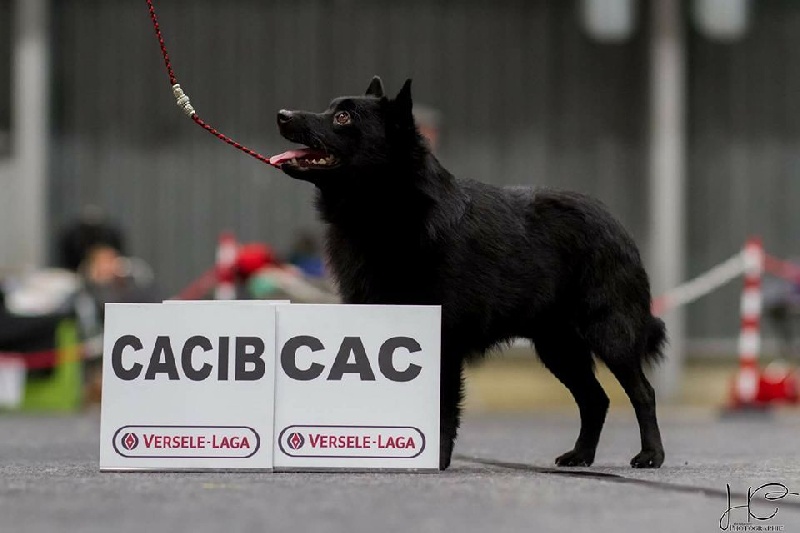 CH. Icaro du dragon rouge de jupiter - 1 er Exc CAC - CACIB - BOS cl.Ch