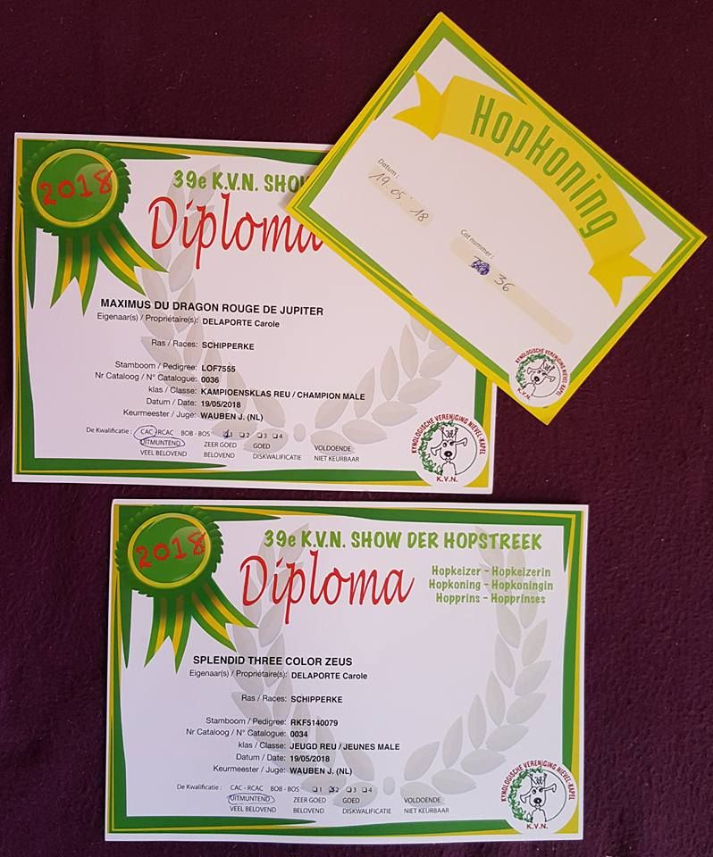 CH. splendid three color Zeus - 2 ème Exc cl.J