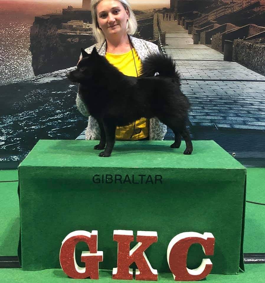 CH. splendid three color Zeus - BEST OF BREED - CACIB - GCC - Qualifié Crufts 2020- CHAMPION DE GIBRALTAR