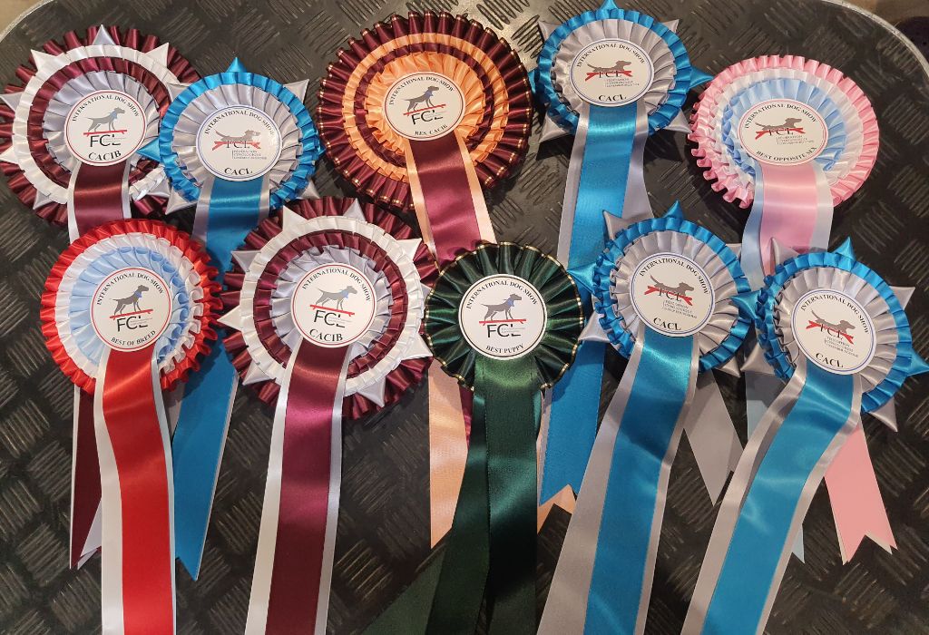 CH. splendid three color Zeus - BOB CACIB CACL QUALIFIED CRUFTS 2023 cl.Ch