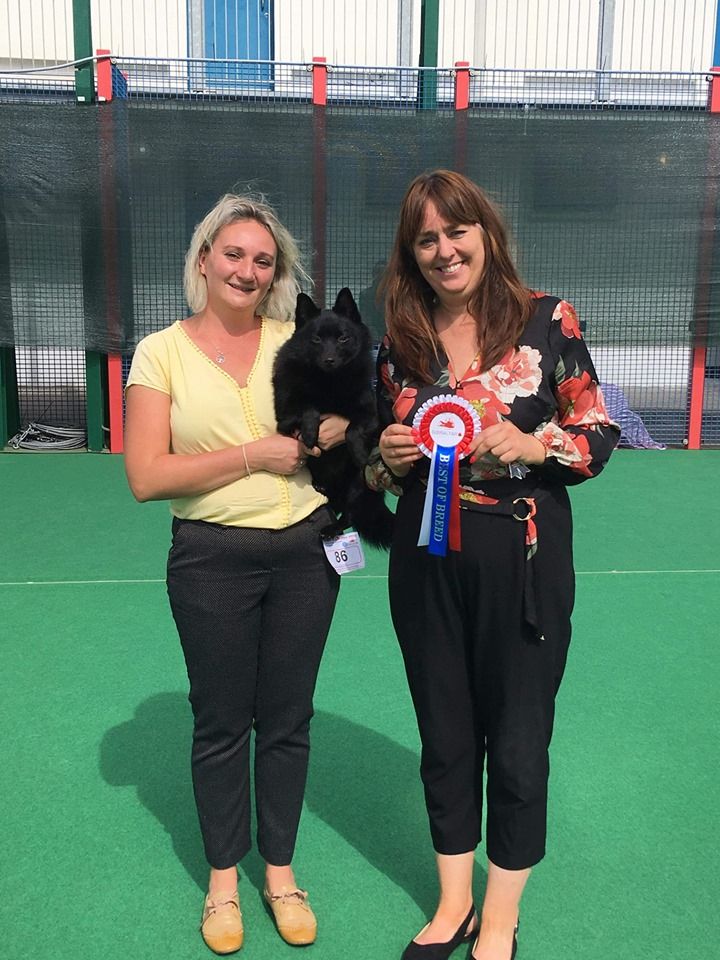 CH. splendid three color Zeus - BEST OF BREED - CACIB - GCC - Qualifié Crufts 2020