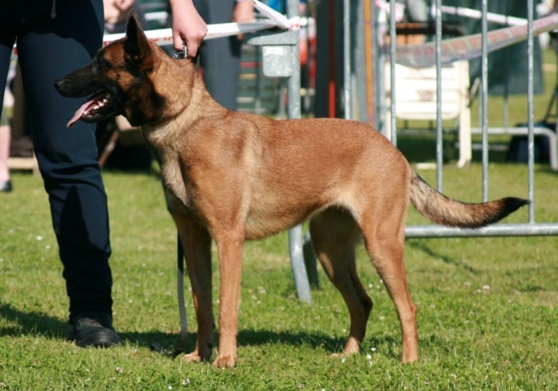 CH. Bea dite luna de la plaines des cheyennes - 1 er Exc cl.CH