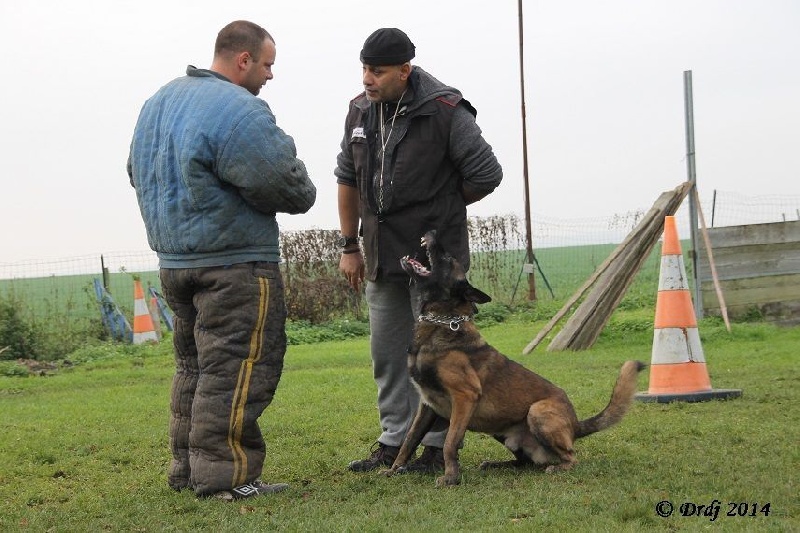 Dacoït du dragon rouge de jupiter - Brevet Ring avec 89.60/100 mention Exc