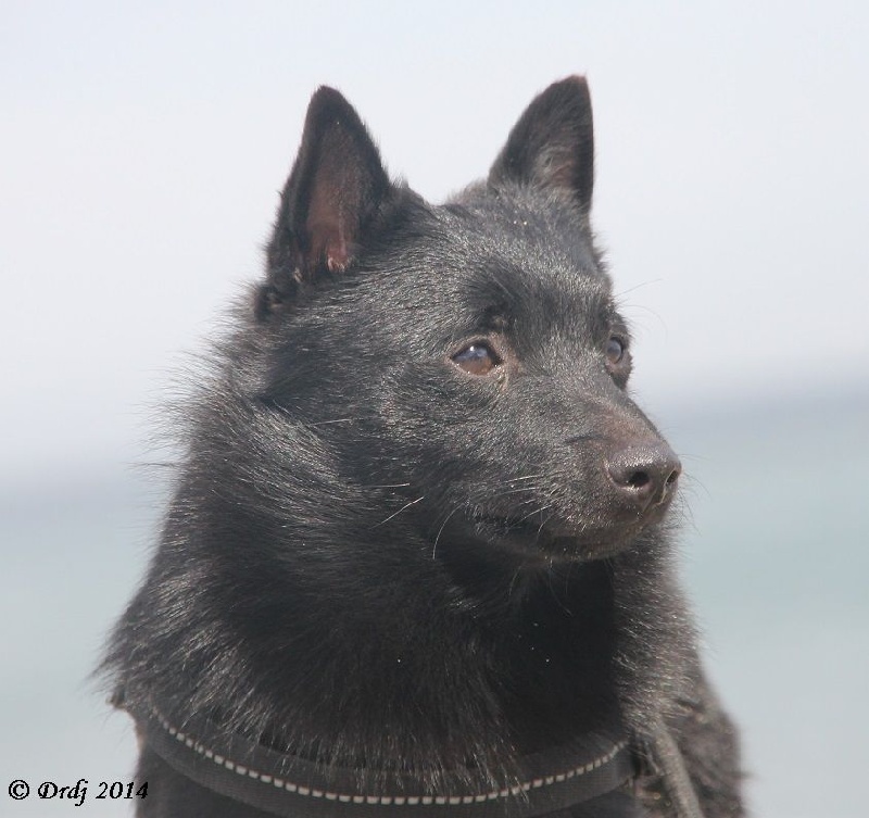 CH. Icaro du dragon rouge de jupiter - 1 er Exc - Meilleur Jeune - Qualifié Crufts