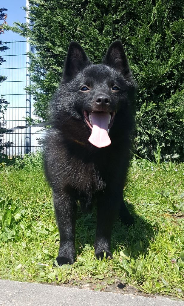 CH. splendid three color Zeus - BOB PUPPY 1 er TP